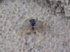 crabe couleur sable
